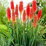 Kniphofia Red Bulb Red Red