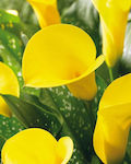 Sunshine Bulb Calla