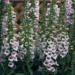 Digitalis Purpurea Bulb Lavenderς