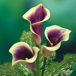 Picasso Bulb Calla