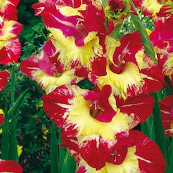 Envelope 5 Bulb Gladiolusς