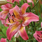 Луковица Lilium