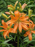 Луковица Lilium