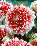 Dahlia Red Bulb Dahliaς White