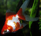 Carassius Auratus Rot Weiß 5-6cm