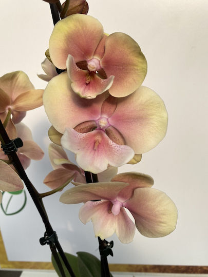 Phalaenopsis Limited Rainbow Star Lippy 2 Stems Phalaenopsis Limited Rainbow Star Lippy 2 Stems