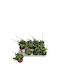 Hoya Mathilde 'splash' 9cm