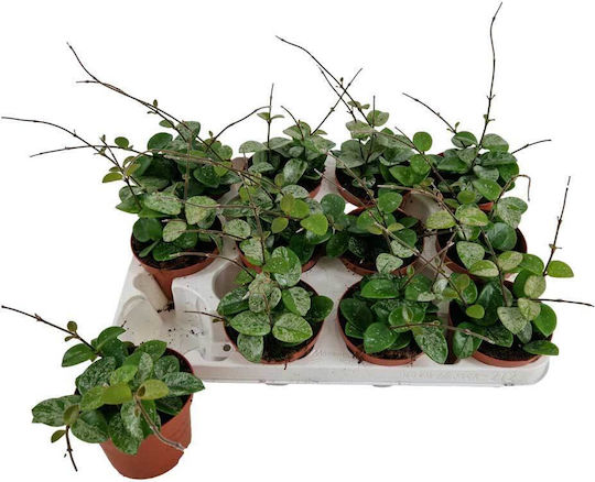 Hoya Mathilde 'Splash' 9 cm