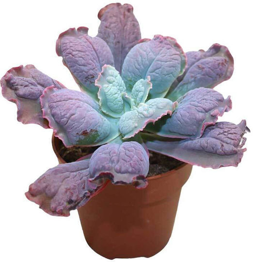 Echeveria 'Paul Bunyan' 8,5 cm
