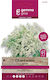 Gemma Seeds Anise