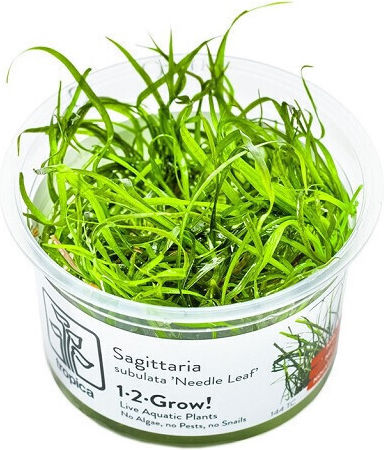 Sagittaria Subulata Frunze Aculare 1-2-crește