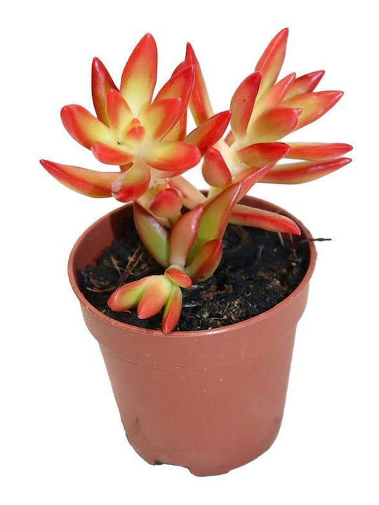Sedum Firestorm 10.5cm