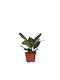 Ficus 'audrey' 12cm