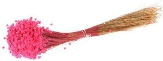 Floare Uscată Glixia 50g Fuchsia