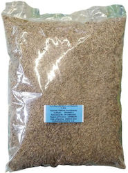 Seeds Fescue Grande II