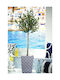 Φυτο Δεντρο Ελιας Γλαστρα 45x45x120cm Μονόχρωμο Kaeming