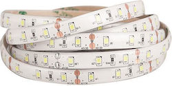 Eurolamp Ταινία LED 24V Φυσικό Λευκό Φως 5m