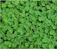 Geniki Fytotechniki Athinon Seeds Lawn Dichondr...
