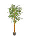 Artificial Ficus Benjamin Plant 170cm A23899