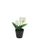 Weiße künstliche Tulpe H22x7x7cm schwarzer Topf