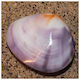 Violet Freshwater Clam 5-6cm