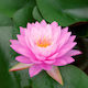 Pink Water Lily