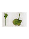 Succulent Branch 0516054