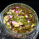 Kajol Beauty Fard de Pleoape Pudră Green-rose-bronze 12gr