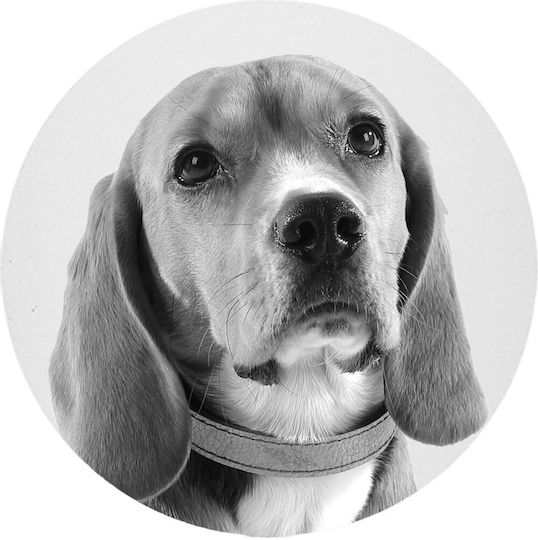 Σουβέρ Προσωπ Να Διάφορα Υλικά Dog Lover Πλαστκό