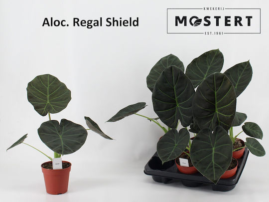 Αλοκάσια Alocasia Regal Shields