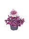 Tradescantia Pink Paradise Telegraf