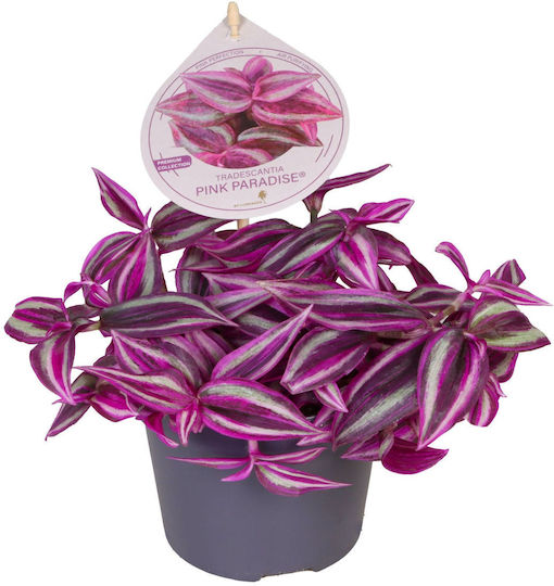 Tradescantia Pink Paradise Telegraph Tradescantia Pink Paradise Telegraph