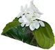 Evergreens Пръстен за салфетки Пластмаса Зелен 1pcs