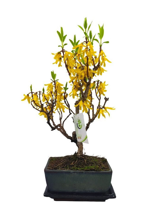Μπονσάι Forsythia Amabilis Μπονσάι Forsythia Amabilis