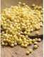 HealthTrade Bio Fulgi Mei 1000gr