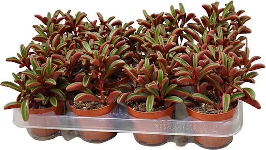 Peperomia Graveolens 8.5cm