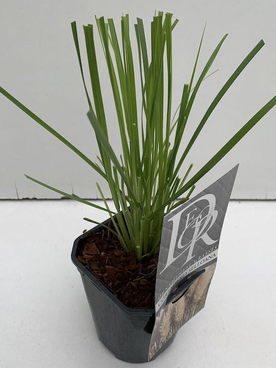 "Pampas Grass" Cortaderia Selloana Pampas White