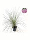 Cortaderia Selloana Rosea Pampas Grass