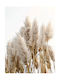 Poster Pampas Grass Pst25101 21cm X 30cm
