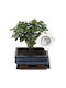 Μπονσάι Bonsai Carmona