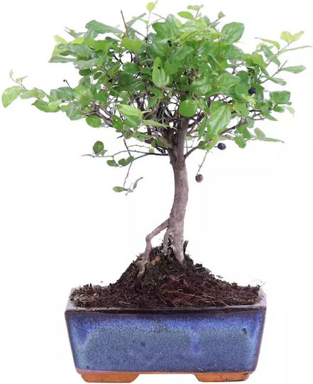 Bonsai Sageretia
