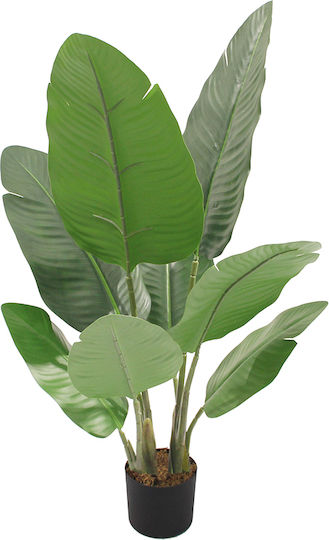 Musa In Topfpflanze 75cm InTheBox