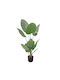 Musa Baum im Freien 100cm InTheBox