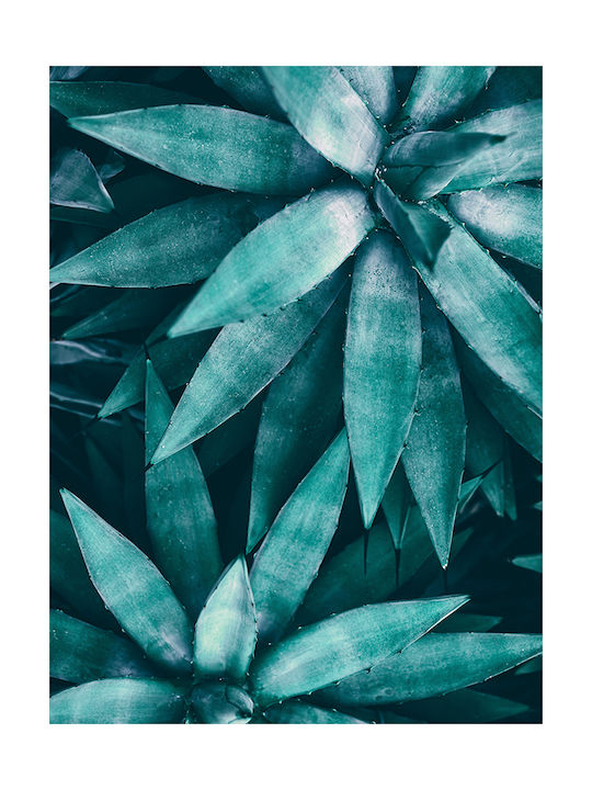 Poster Agave Plant Pst25158 60cm X 90cm
