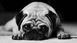 Roll Up Stand Τζάμια Dog Lover Roll Up Stand Τζάμια Dog Lover