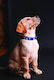 Roll Up Stand Glass Dog Lover