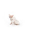 Pet Camelot Dog's Coat White XS 25cm