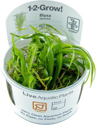 Tropica Blyxa Japonica 1-2 Crește