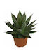 Agave ‘blue Glow’ 15cm