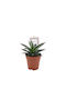 Agave 'blue Glow' 12cm
